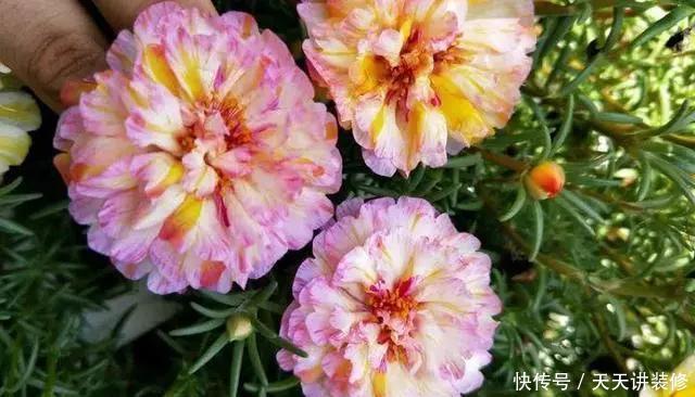  [图片作者]15种超级好养的花，不死鸟居然不是第一，“养花杀手”们试一试吧