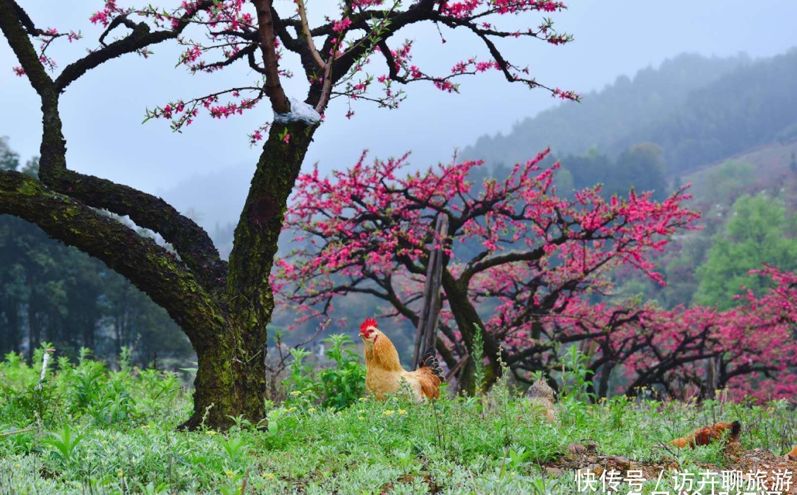 广东也有桃花源：十里桃花遍地花，满山遍野惹人醉