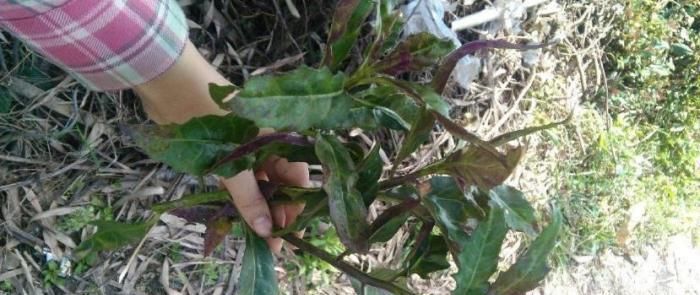 「功效」这东西,人称“降压草”,是高血压克星,河边就有,遇见带走!