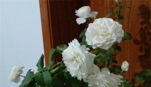  [种植]伊芙白雪公主月季，纯洁高贵，如公主般娇贵，香味浓烈。