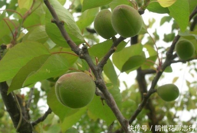  「成熟」农民10年前种了几棵树，如今一棵结果100斤，每年赚2000