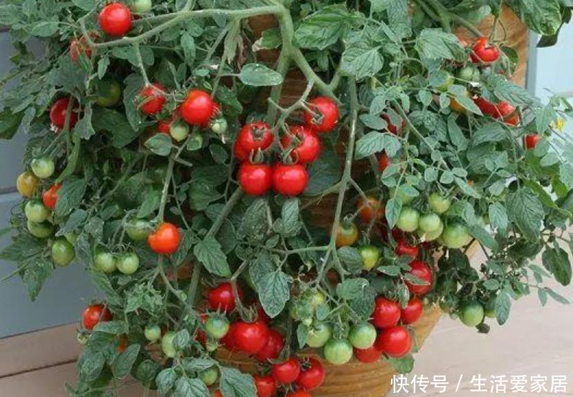  光照@“4种菜”种阳台，5天发芽，20天就上桌，吃完一茬又一茬！