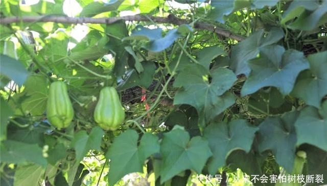  种植：农村这种菜，一株能结果500个，以前很受欢迎，如今却无人