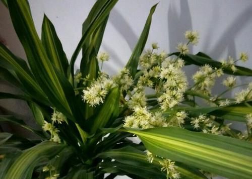  『适合』龙血树属观叶植物也门铁的2种扦插繁殖方式，总有1种方法适合你
