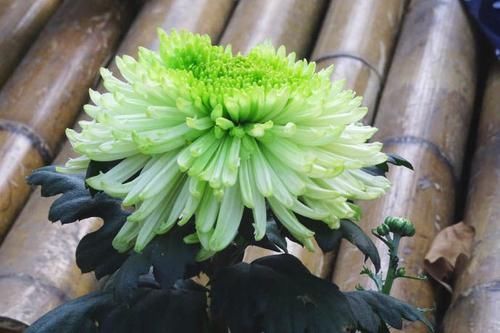  #碧玉#喜欢菊花，不如养盆“菊中珍品”碧玉珊瑚，绿如新翠，高贵优雅！
