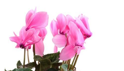  『种花』3种花很耐剪，开花数量跟施肥无关，修剪的越狠，开花就越多