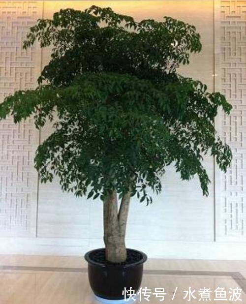  摆在：有钱人最喜欢这3种“花”，摆在家里镇宅旺财，四季常青开花不断