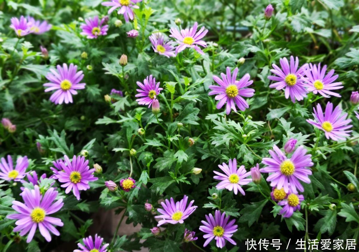  「很快」喜欢姬小菊的别花钱买，掐个枝埋土里，很快就长满一大片！