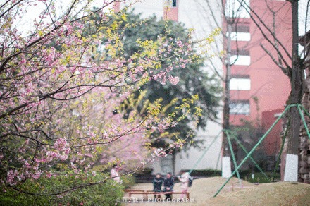 花开成海！再过一周重庆将美翻全国，14处美景玩转这个春天！