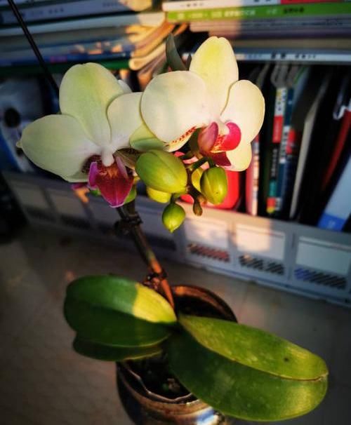  「漂亮」养盆蝴蝶兰，摆在茶几上，花开一大串，花期2个月，超漂亮