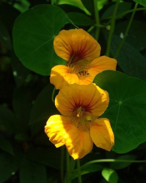 【常见】有一种莲花,不需要水,一年四季都开花,花香色艳,绿化带常见