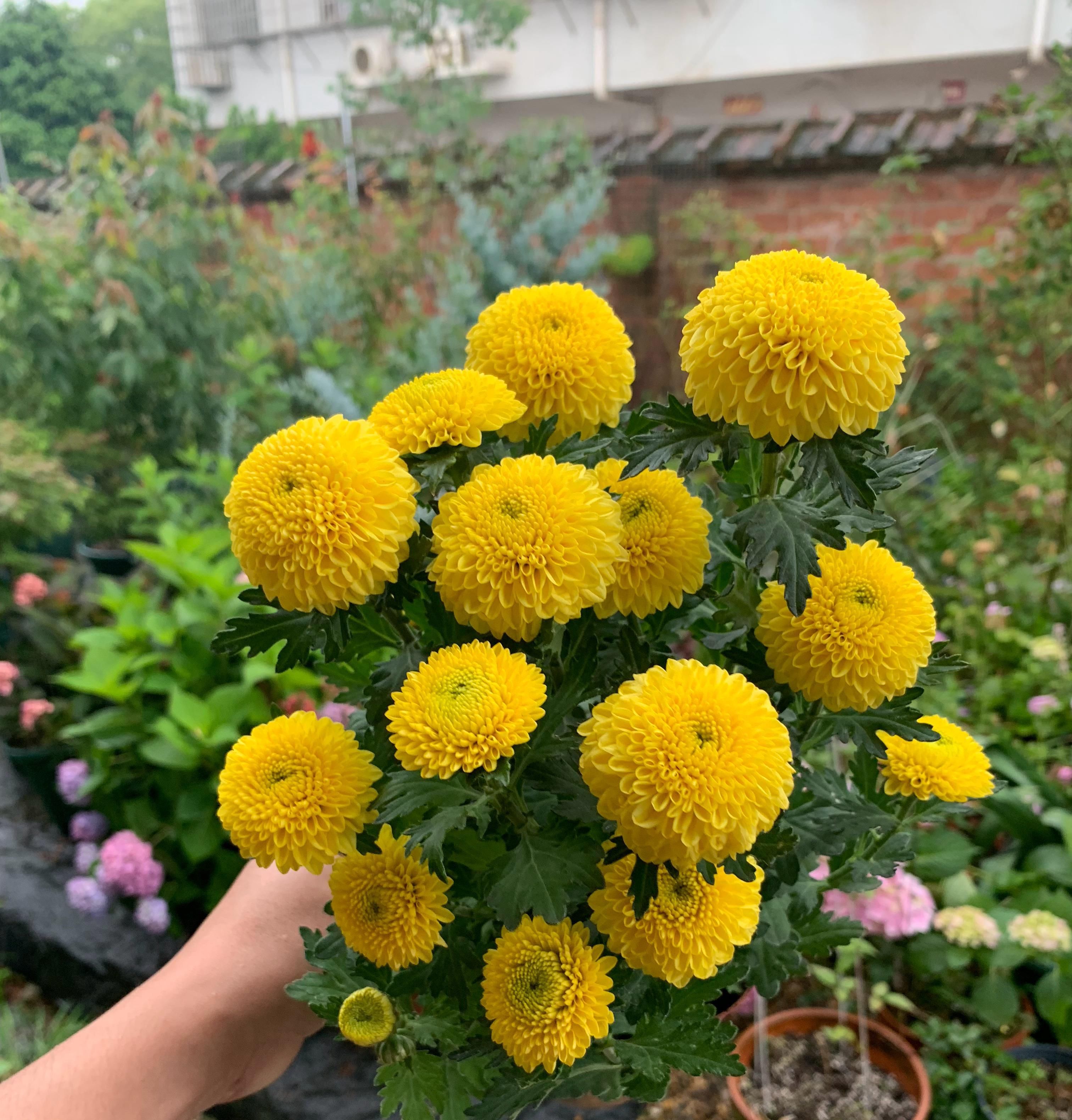  拥有：新型盆栽绿植乒乓菊，花型奇特美丽，花期长，养护简单，值得拥有