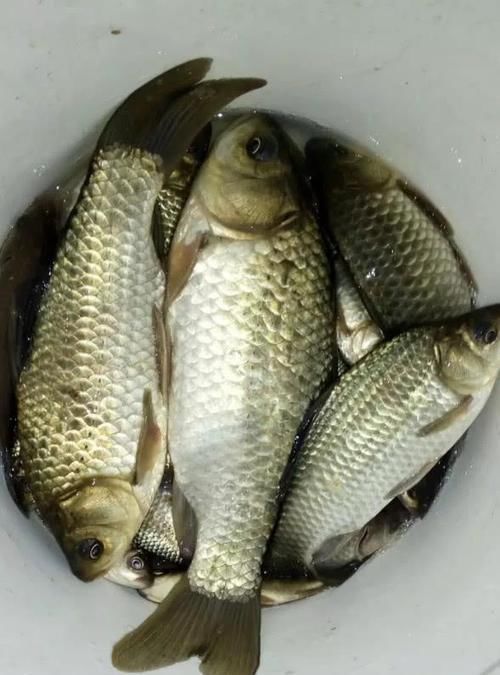  「聚鱼」都知道打窝才能聚鱼，但打窝时犯了这5个错，百分百没鱼进窝