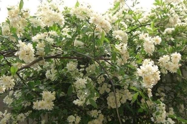  『木香花』不要为了赏花和做美味的食物而把桂花种在花盆里。