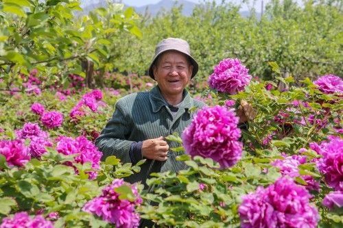  『欣赏牡丹花』71岁农民耗时40年家门口建牡丹园，1株镇园之宝10万不卖，啥样子