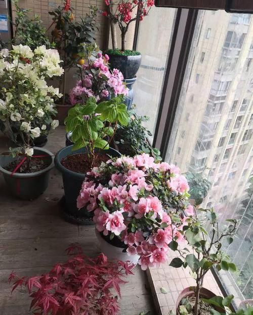  #药片#几分钱的“小药片”磨成粉，浇水加一些，叶绿花多，比施肥见效快