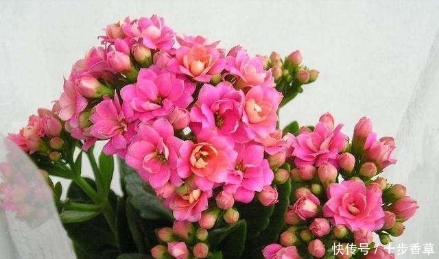  『蟹爪』进入6月，养长寿花蟹爪兰“剪几刀”，喂点小颗粒，到了9月蹭蹭长