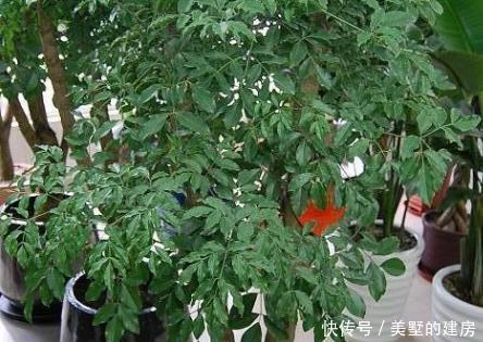  有钱人|有钱人最喜欢这三种绿植，放在家里既美观又上档次，招财又纳福