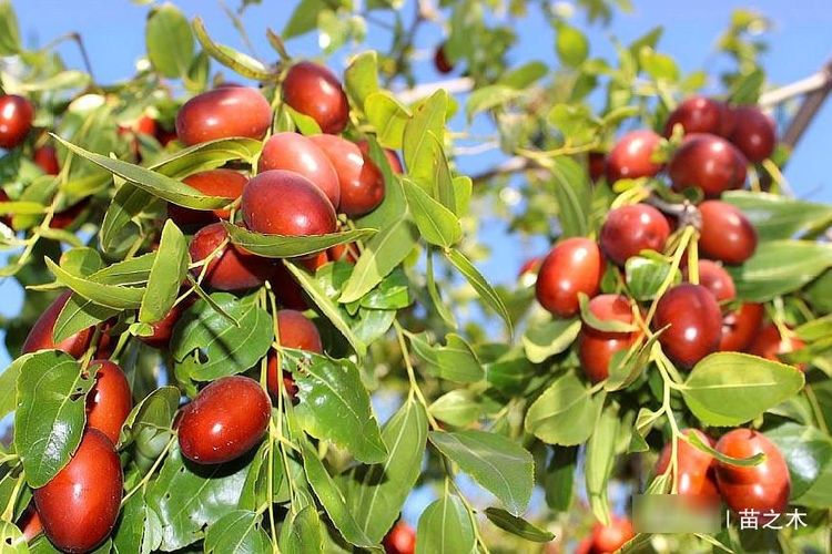  吃不完：农村一种果子，北方掉落一地吃不完没人要，而南方30块