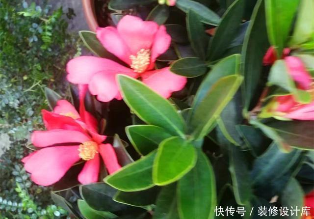  「品种」此花曾经是茶花中的珍贵品种，如今花市经常见到，养好了四季开花