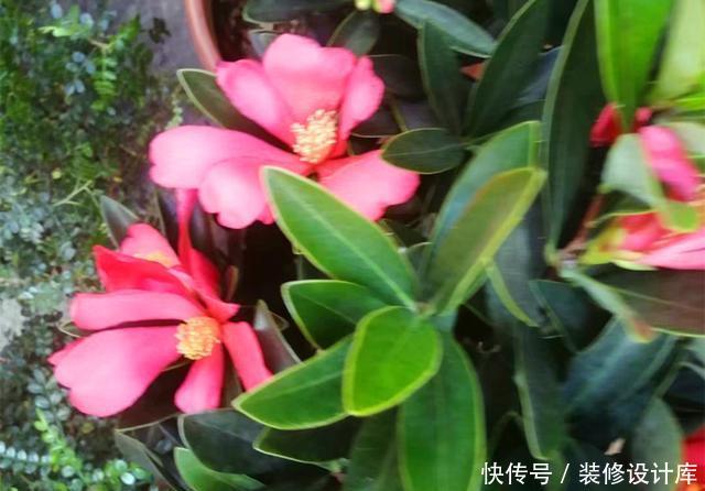 「品种」此花曾经是茶花中的珍贵品种,如今花市经常见到,养好了四季开花