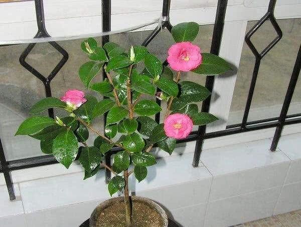  「扦插」山茶花，剪1节枝就能种10盆，枝繁叶茂开花多，年年春节开爆盆！