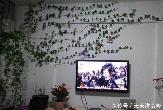 【阳光】房间阳光不充足,就养这3种“耐阴植物”,再“阴”也能蹭蹭长!