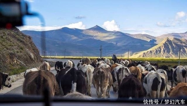 如果在川藏线自驾撞死牦牛或香猪会怎样?让我来告诉你后果!