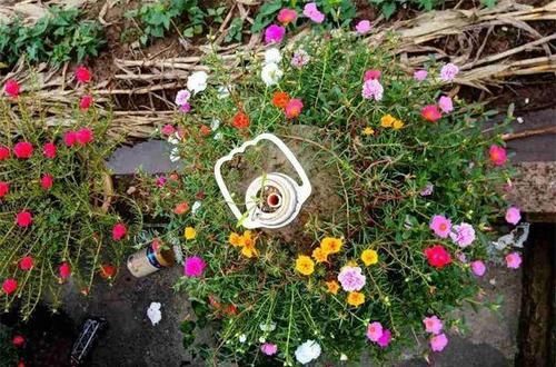 『花柱』把花插在油桶里,疯狂晒7天,开成大花柱!