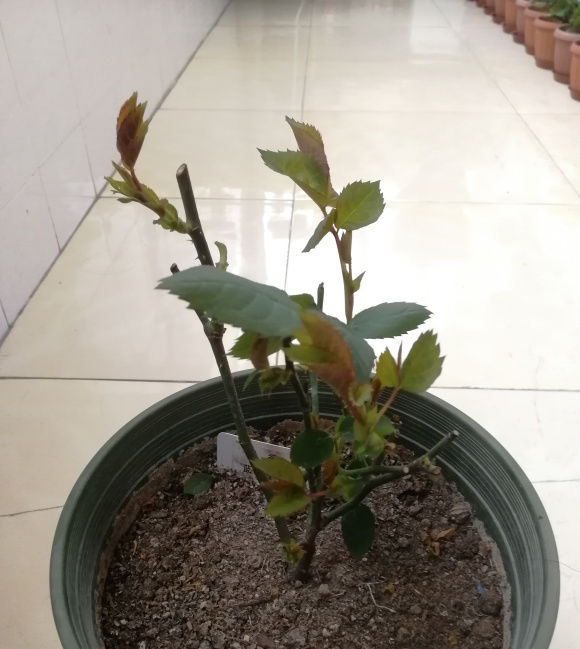 能力:詹森虽然是变色能力很强的月季,但是没有庭院的朋友慎入