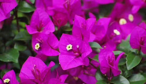 「适合」适合家养的5种花卉,花大色艳,花期长,花量繁多,非常美