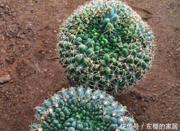  『爆花』仙人球绯花玉不开花，方法有“2个”，既长小崽又爆花