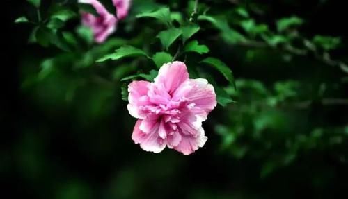 『常见』30种 · 野外常见植物,你叫啥?