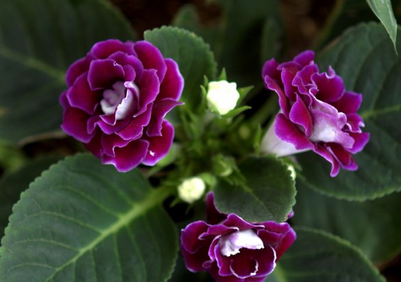  「家里」好养易开花，就选这五种，丢在家里花苞蹭蹭窜，个个花开鲜艳，美