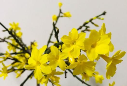  「取名」原来花草名字是这么来的，长见识了！