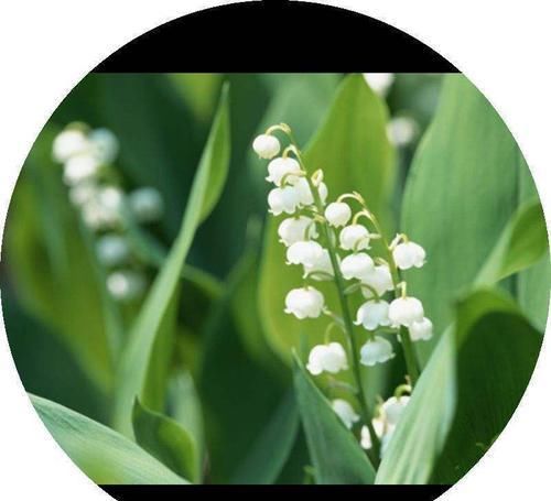  【要你命】这花长得好，分泌出的汁液可以要你命，在家不要养