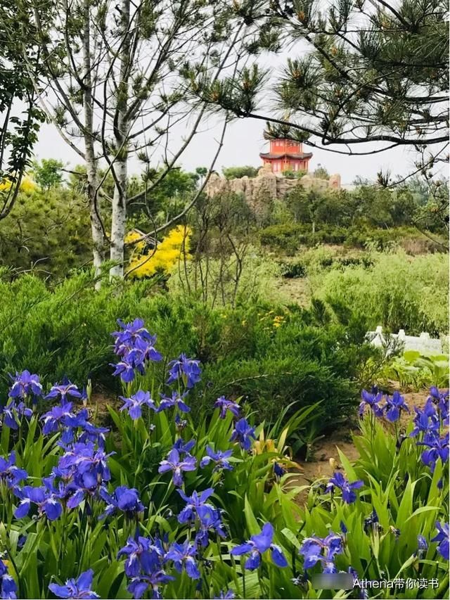  「复活」岱尾花—复活 生命