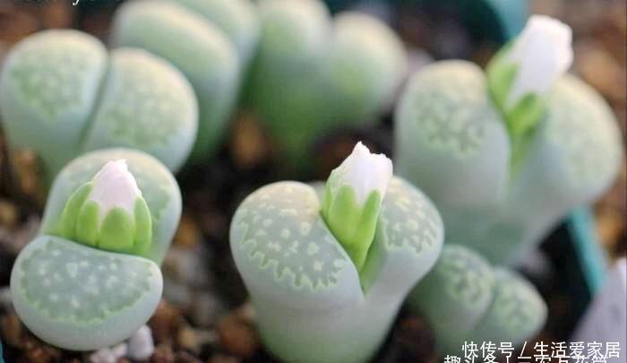  【观赏价值】花卉种植技术：小巧可爱的多肉石生花种类繁多，石生花品种介绍！