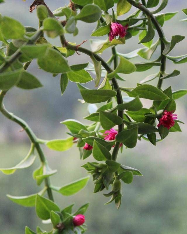  【牡丹】吊兰单调养腻了，试试“牡丹吊兰”，开花一簇簇红花比吊兰还美
