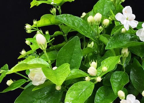  【室内】阳台再小，也有“大作为”种下面的8种植物，高雅美观有面子