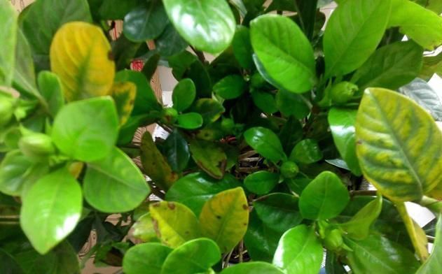  叶子：栀子花叶子长得很好，但却没有花苞该怎么办？