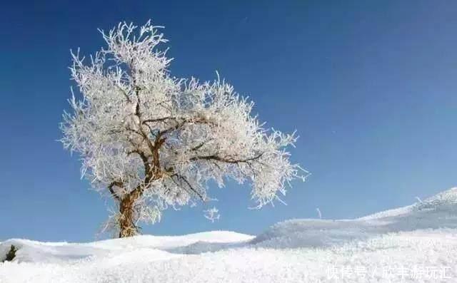 额济纳旗下雪了！雪后的白色胡杨林，惊艳了所有人！