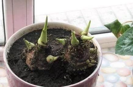  『芋头』张大妈把发芽的“芋头”，埋在花盆里，结果收获一盆芋头盆栽