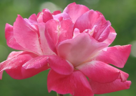  『韧锦』适合懒人养的几朵花，越懒开花越顺利，越容易爆盆，花开五颜六色