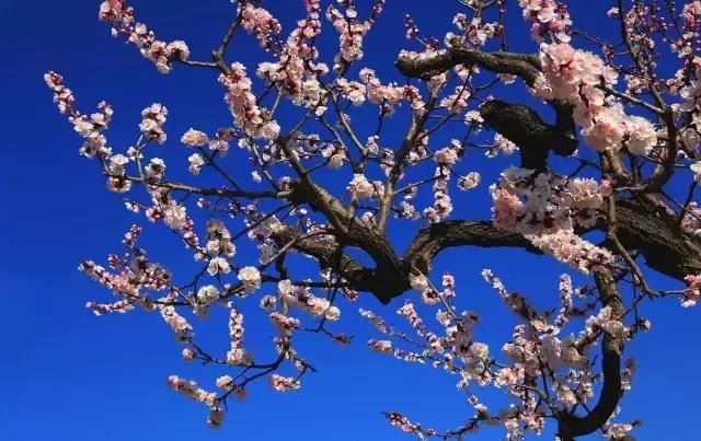 花开成海！！！再过半个月，海淀这座山将美成童话！