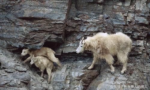 世界最奇特山羊:能飞檐走壁,一生从不下悬崖!
