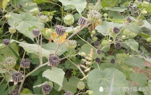  除掉|此野草，经济价值高，见到请别除掉，也许对您有帮助