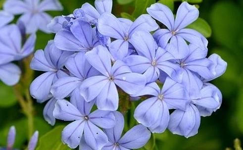 「养护」这些花朵养护简单易爆盆，养在客厅里，清香溢满屋
