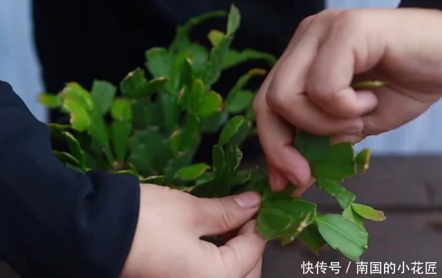 【家里】家里有这几种花,不愁没花养,剪根枝多盆花