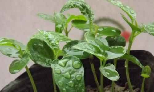  扦插■若是有院、有阳台，2种水果可'扦插'，第二年就能开花结果